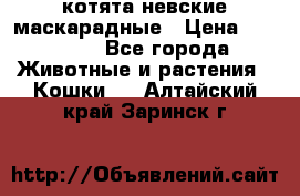 котята невские маскарадные › Цена ­ 18 000 - Все города Животные и растения » Кошки   . Алтайский край,Заринск г.